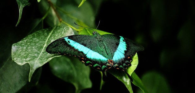 A photograph of a green and turquoise butterfly that has landed on a vibrant green leaf.