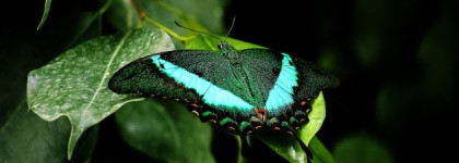 A photograph of a green and turquoise butterfly that has landed on a vibrant green leaf.