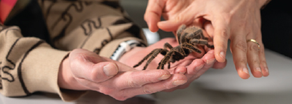 Hands gently hold and touch a large tarantula during an educational activity.
