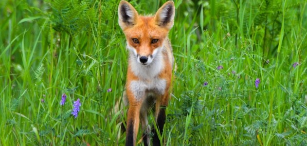 A photograph of a fox standing in a field of long grass and flowers.