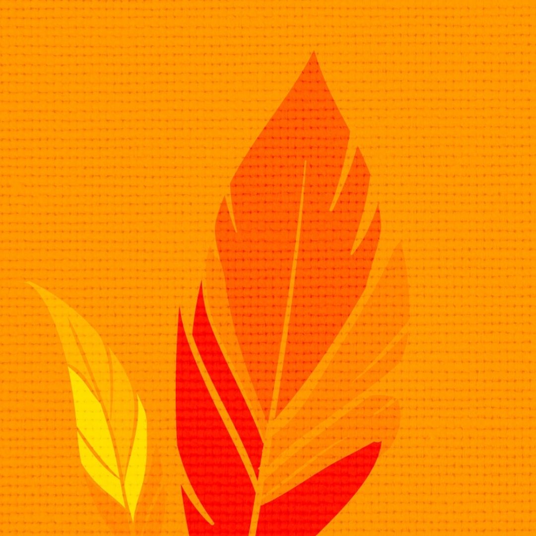 Orange feather 2